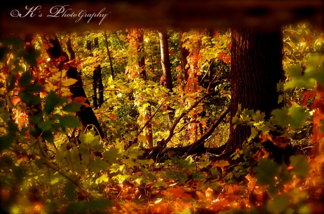 458567_10152171216080637_2005024117_o