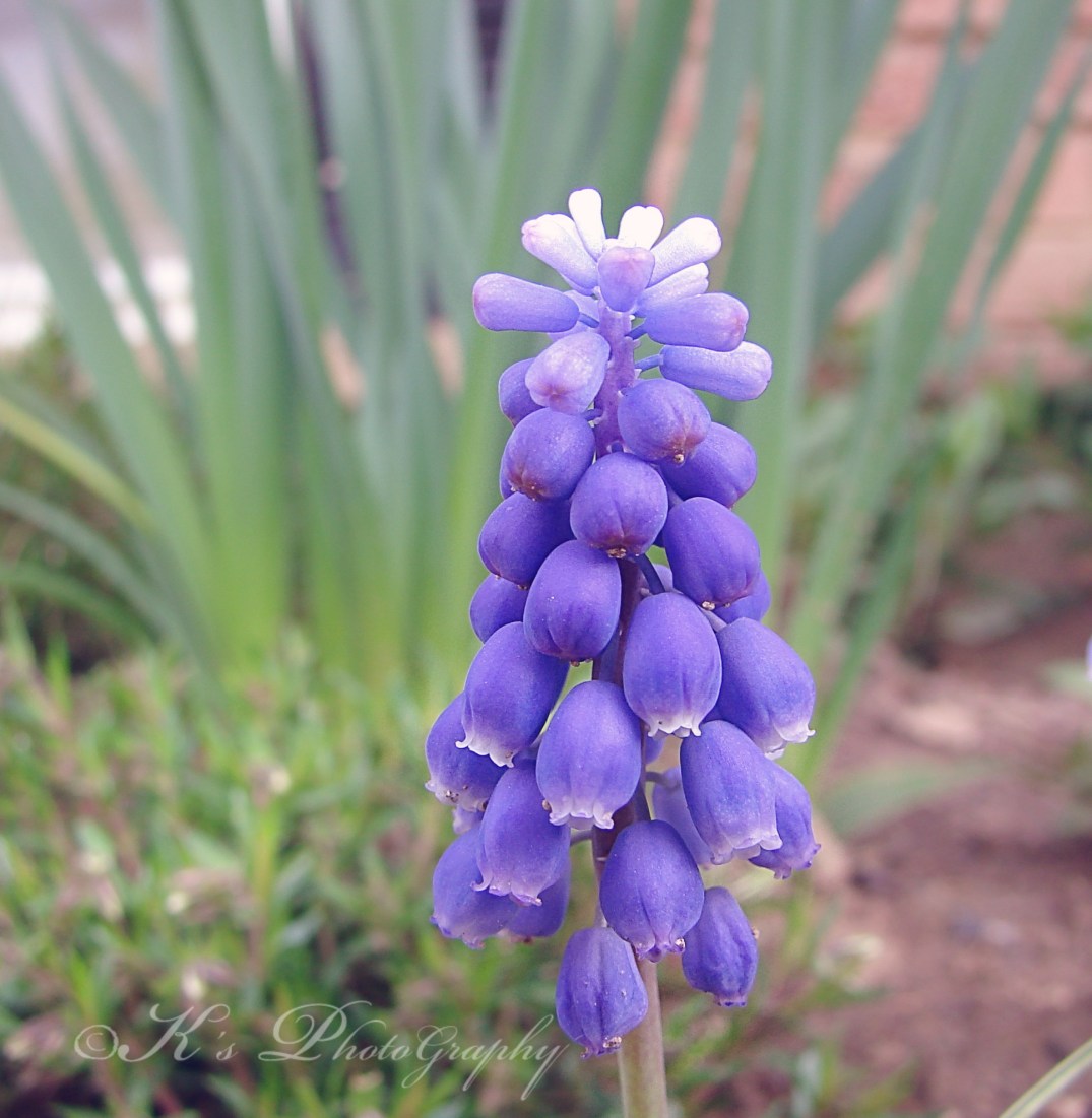 bluebellls April 2010 100