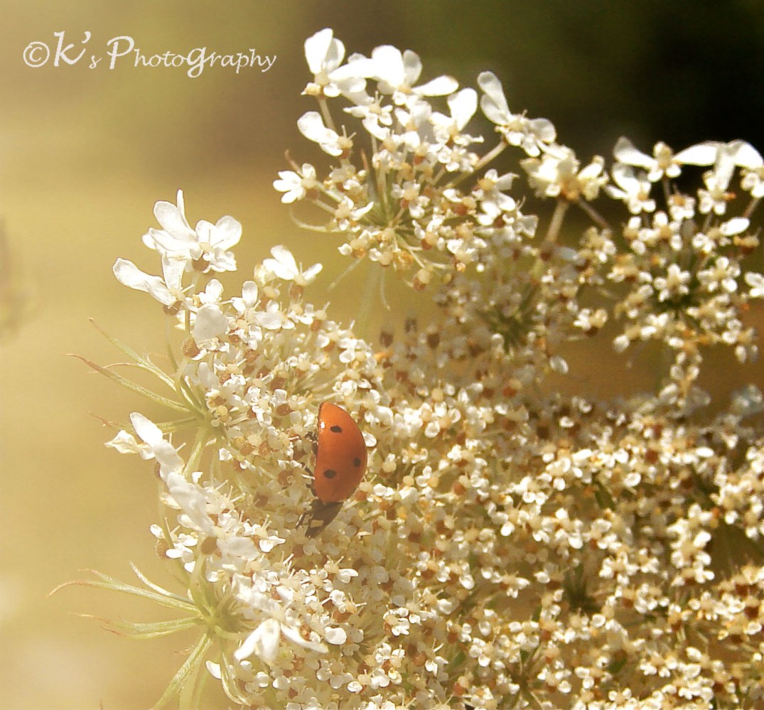 DSC00035 morning light