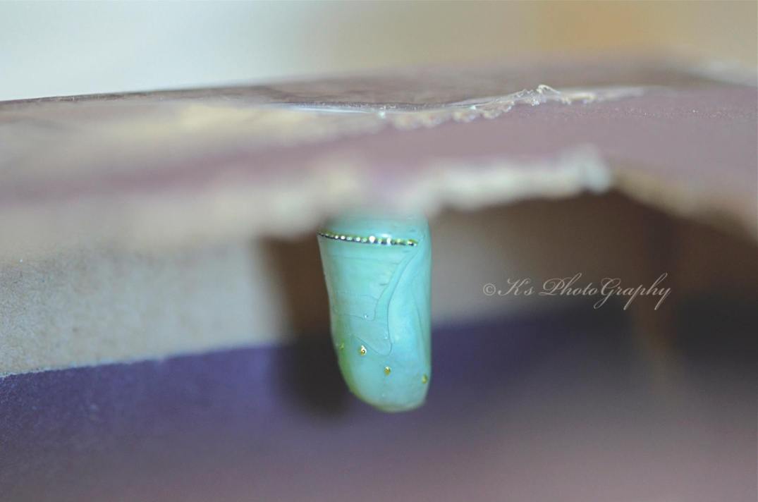 10382379_704040099632857_460688876312572646_o