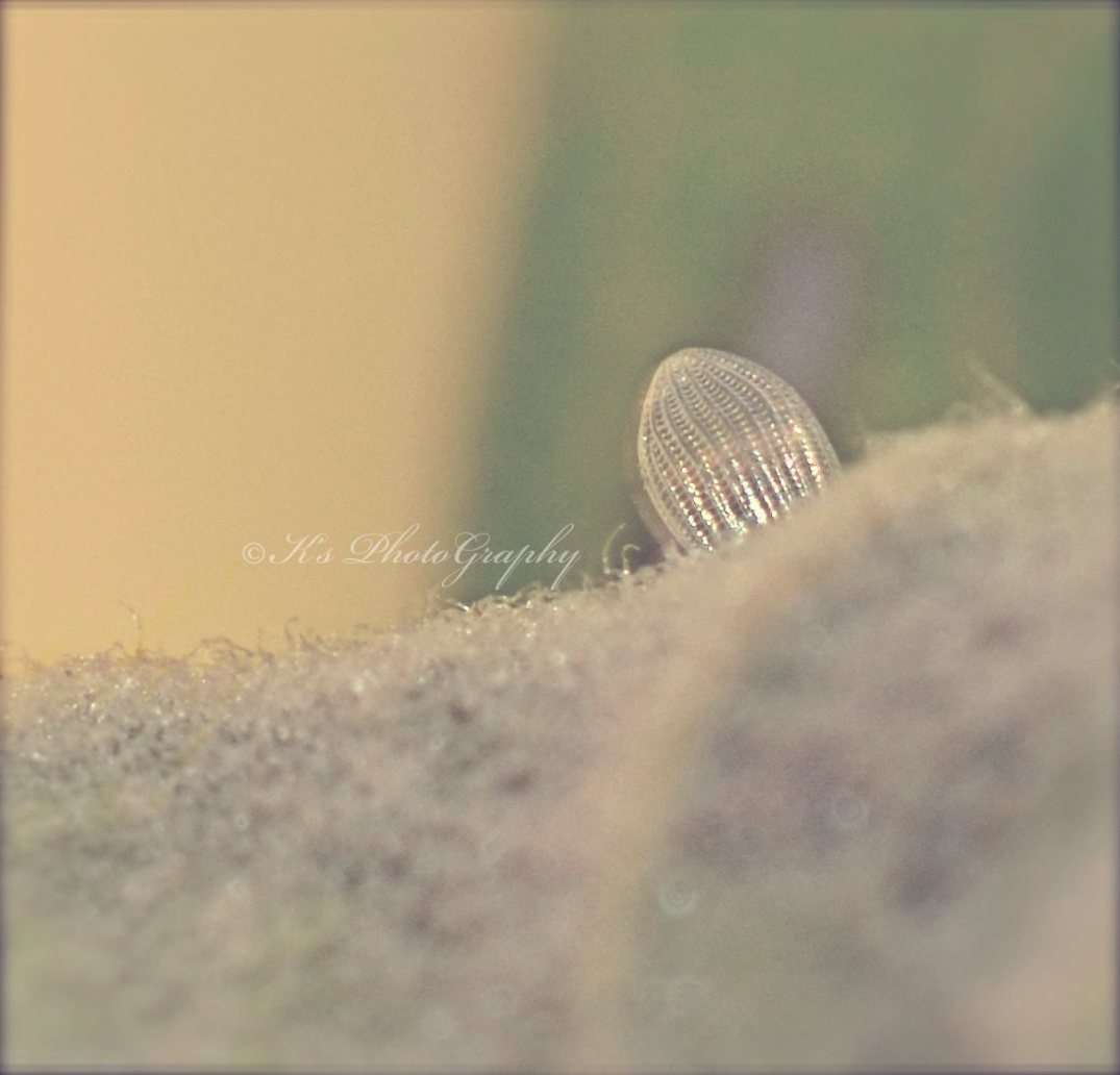 10550023_702697439767123_7863033122643310695_o