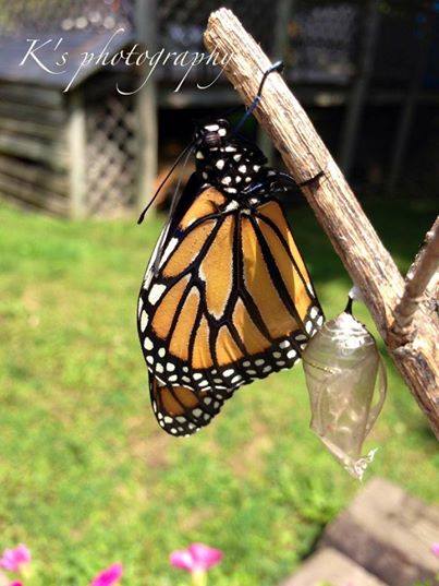 10569009_712143438822523_2622393604487832504_n