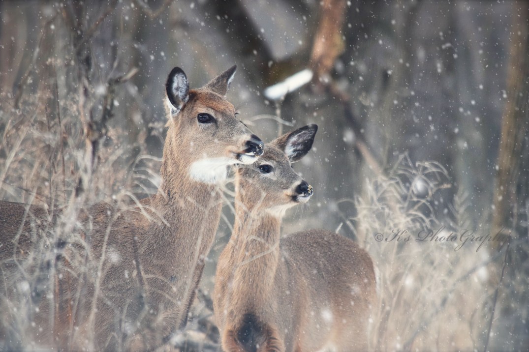 Litle Thoughts For Big Days