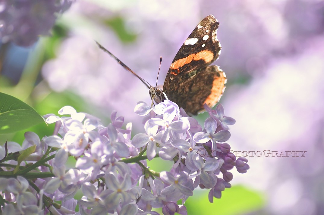 Little Thoughts For Big Days