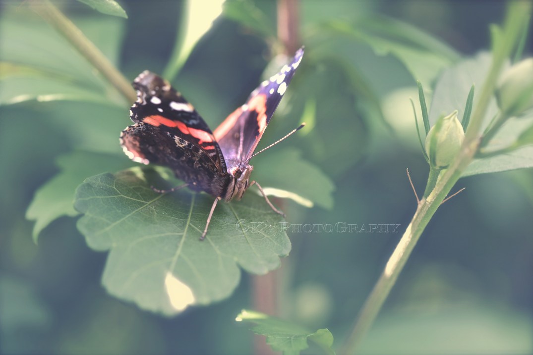 Little Thoughts For Big Days