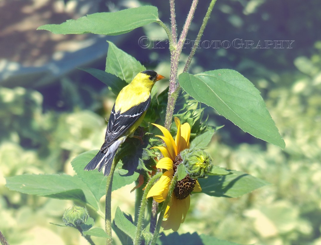 Little Thoughts For Big Days