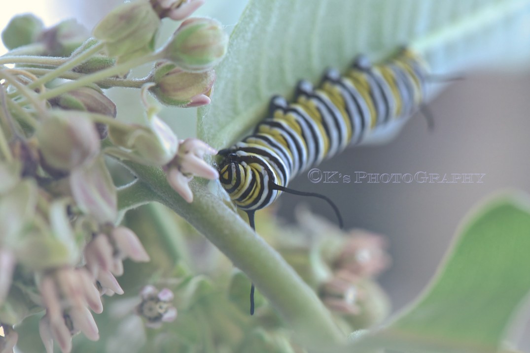 Little Thoughts For Big Days