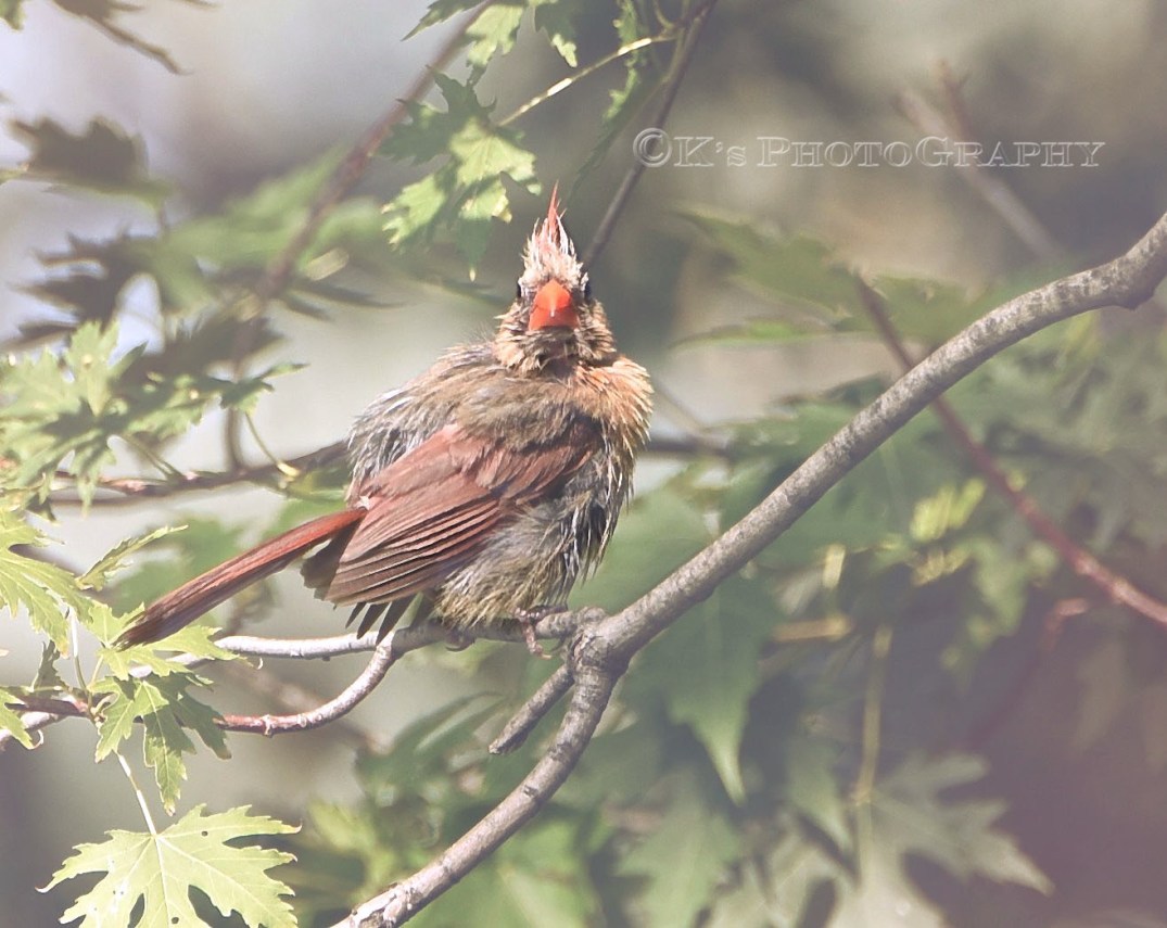 A bad hair day after the bath :)