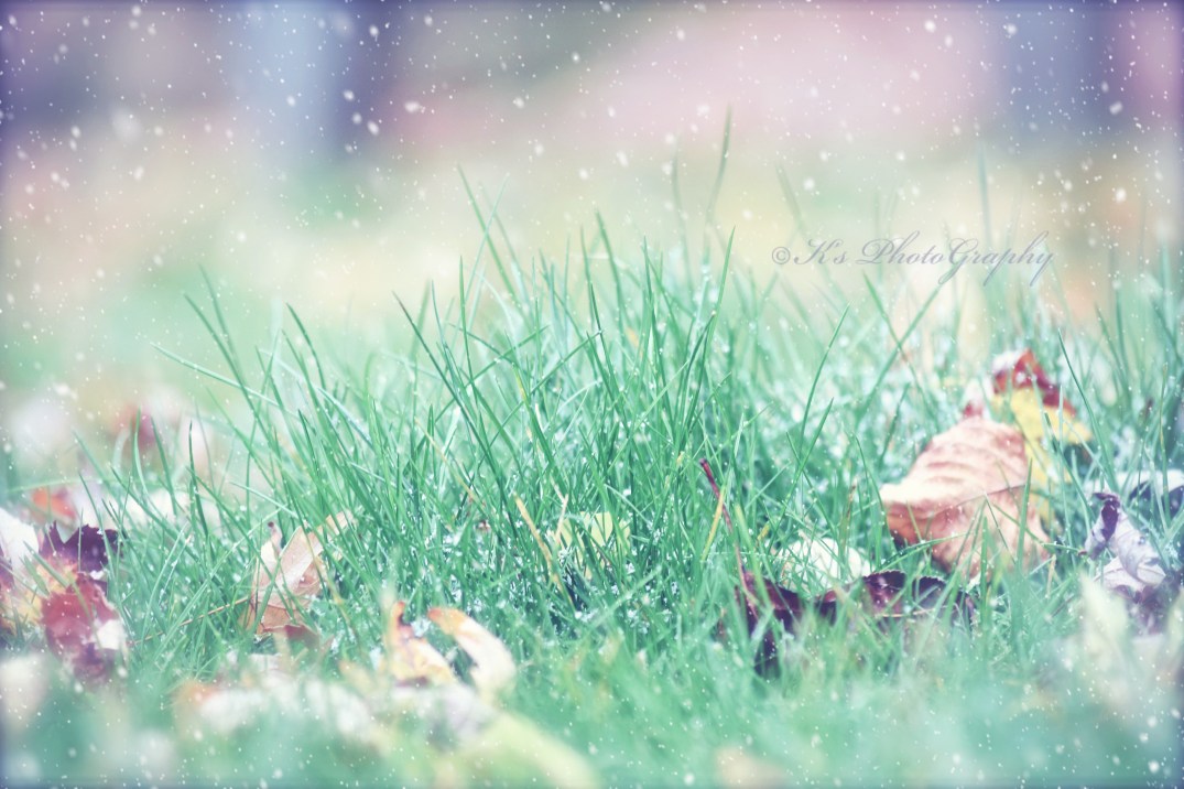 DSC_0002 saphire snow silver bells copy