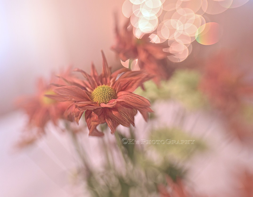 DSC_4231 rose quartz sharpen