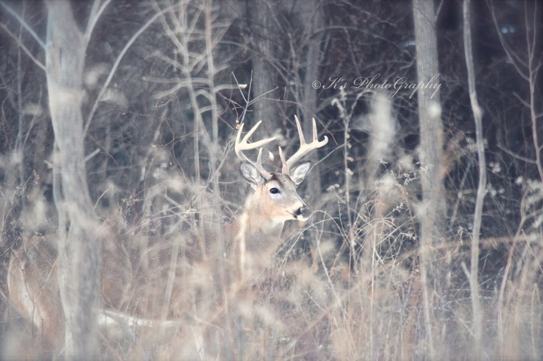 DSC_0043 snowdrop innocence