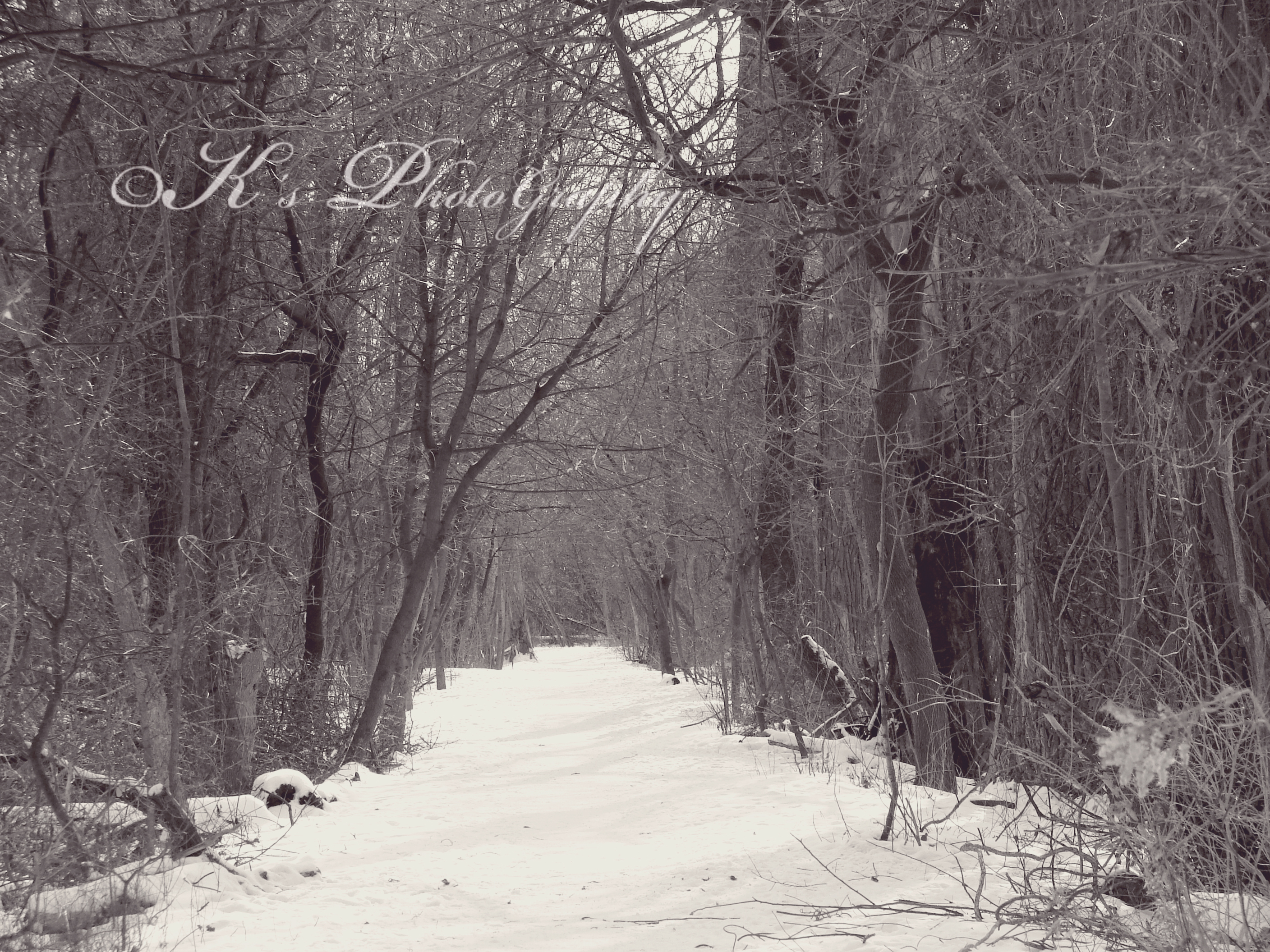 January Frost 2011 044