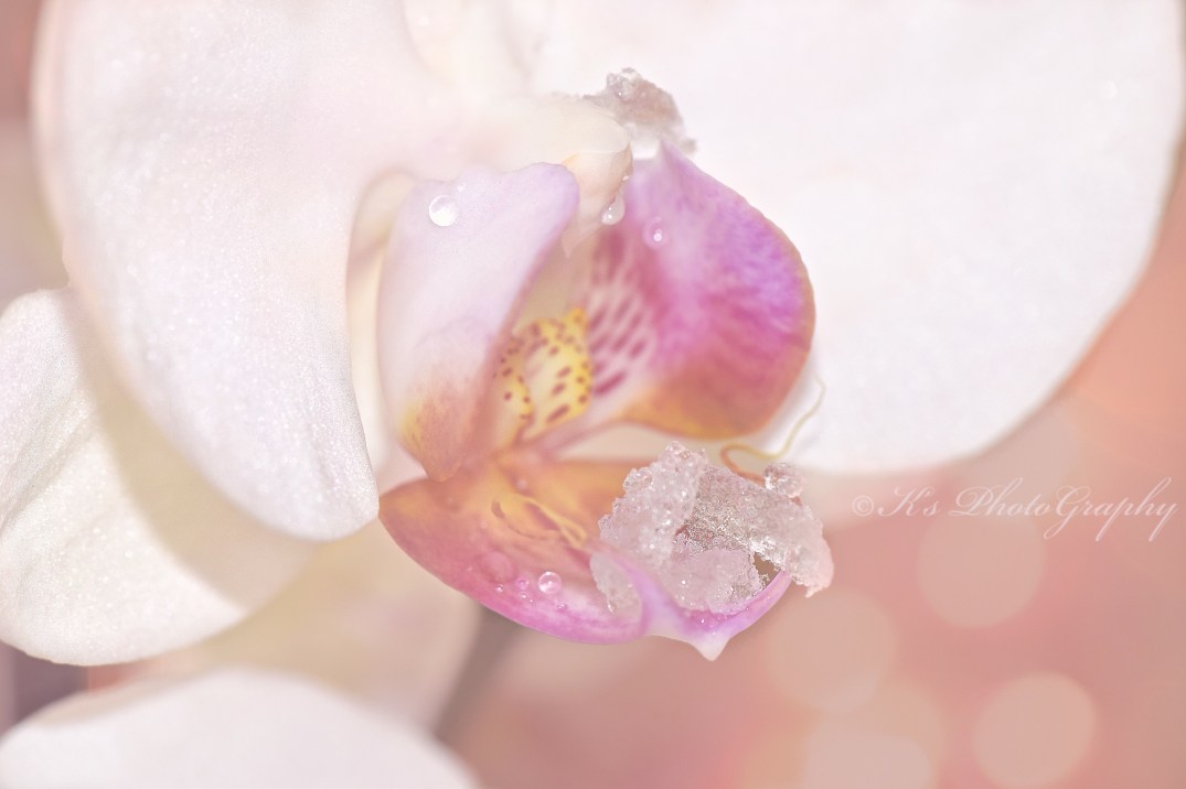 DSC_0056 whisper bokeh 2