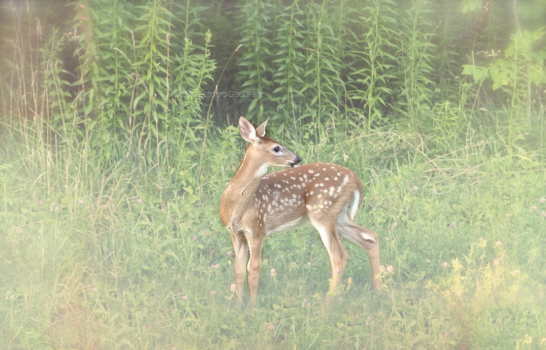 DSC_0489 bokeh light gingerbread