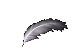 White Feather