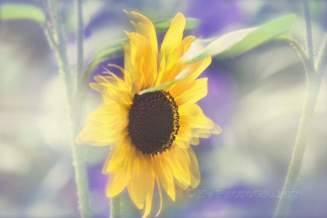 DSC_0008 overlay 3 graceful sharpen snowman.jpg