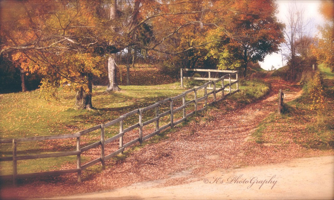 dsc_0016-snowdrop-breathless-clone