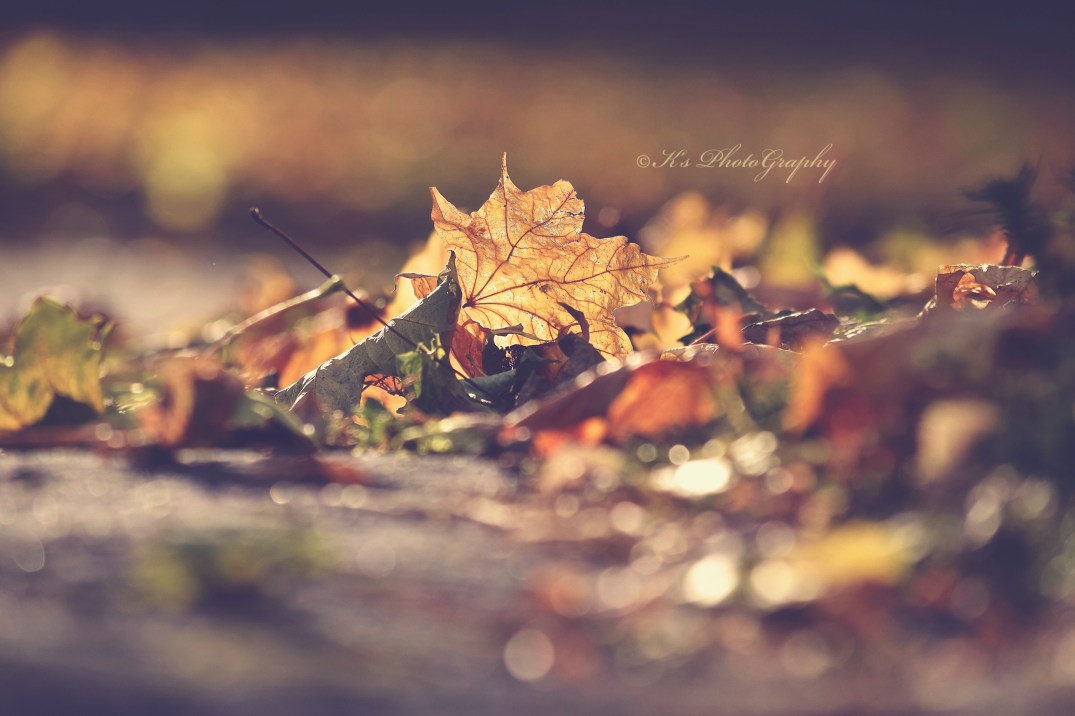 dsc_0021-nested-saphire-graceful