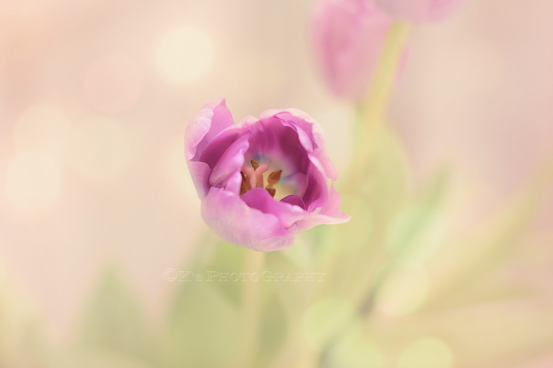 dsc_0001-jpg-bokeh-graceful-rosewood