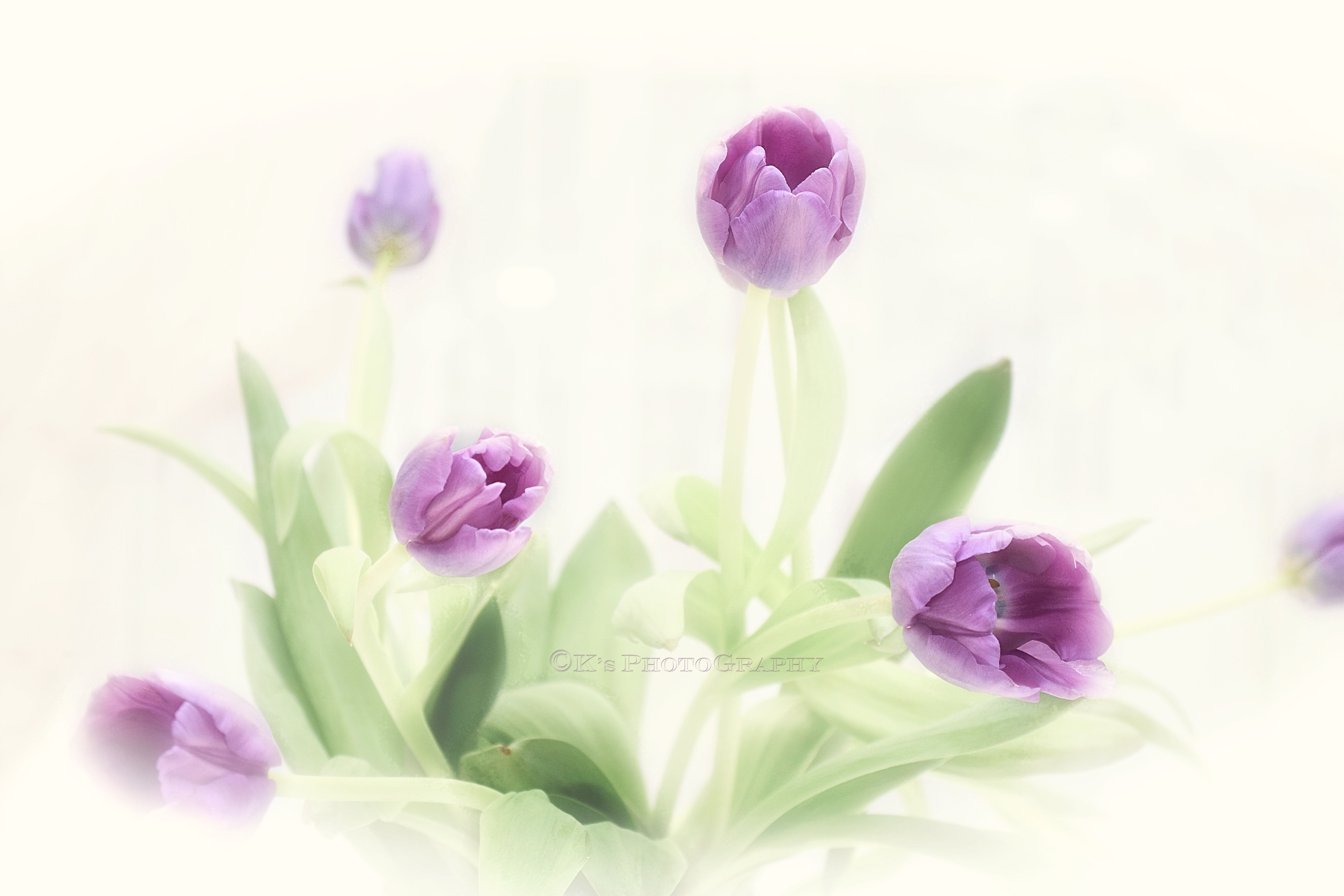 dsc_0010-jpg-matt-jpg-snow-innocent