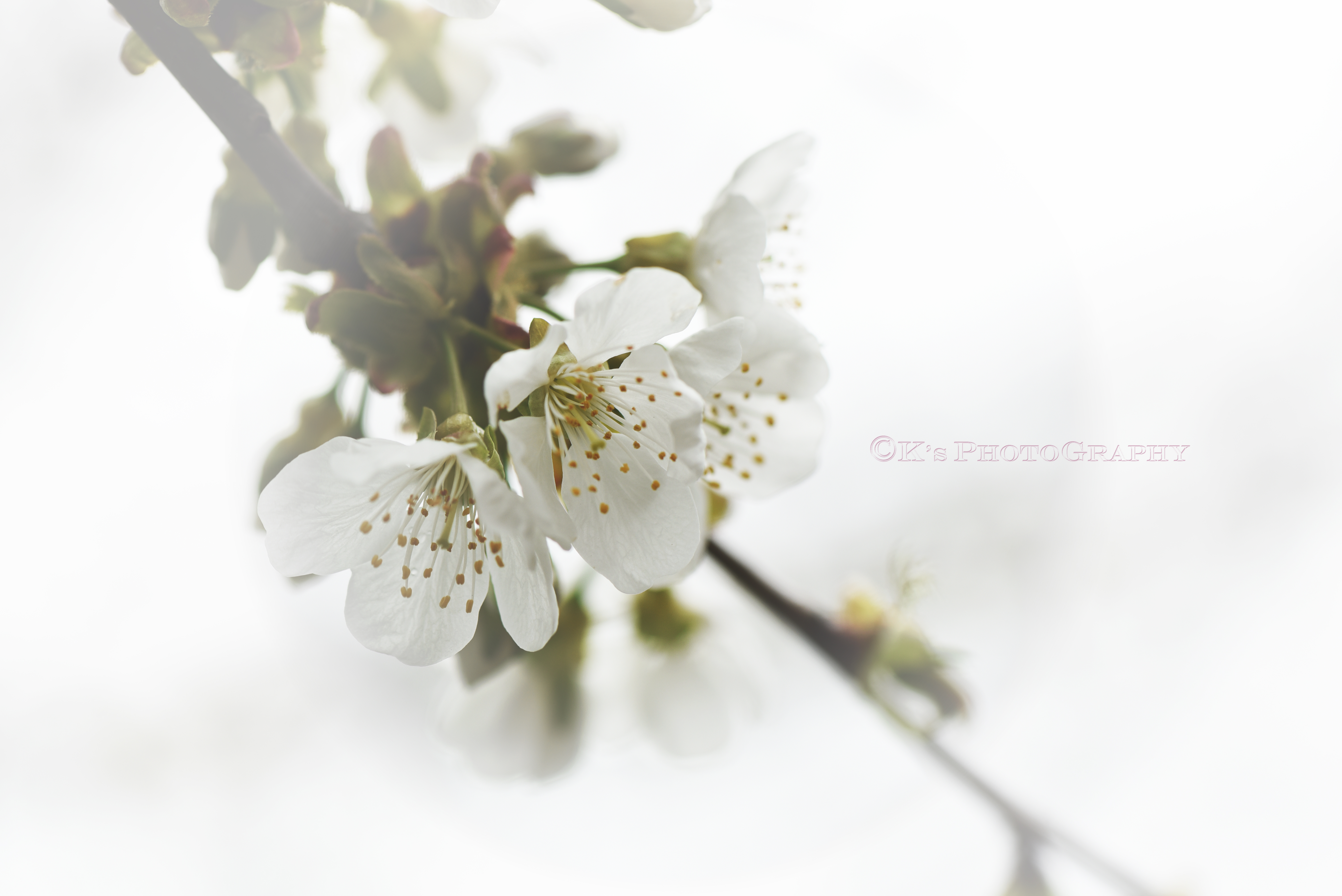 DSC_2477.jpg snowman