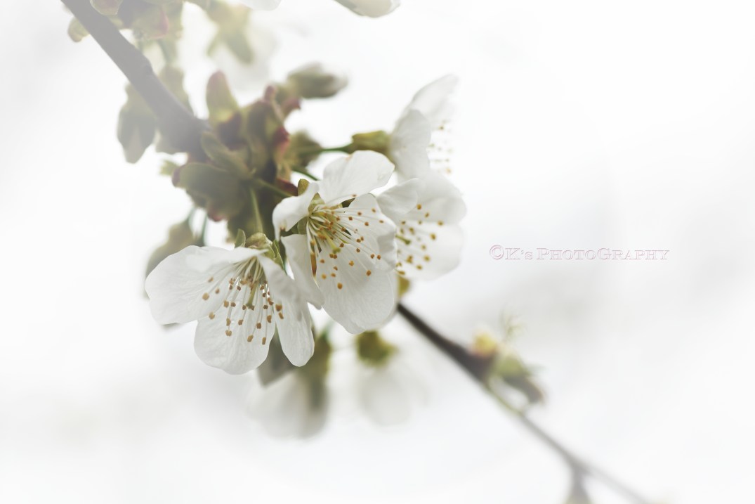 DSC_2477.jpg snowman